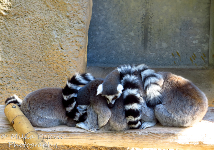 Wordpress Weekly Photo Challenge: Three ring tailed lemurs sleeping together