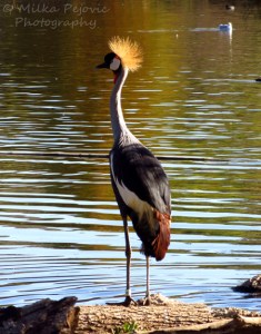 West African crane