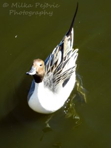 Duck waiting for duck food