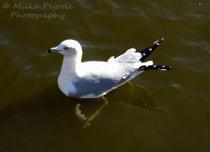 Seagull waiting for food