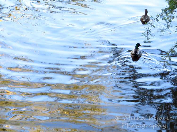 Reflections of light and tree leaves in pond water