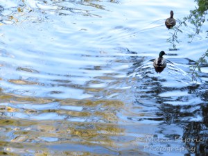 Reflections of light and tree leaves in pond water