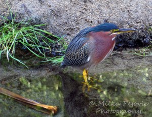 Green heron in San Diego
