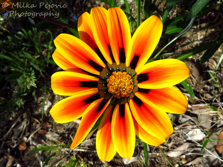 Close-up of a yellow orange Ganzania bloom