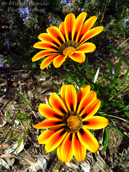 Macro Monday: yellow orange Gazania flowers