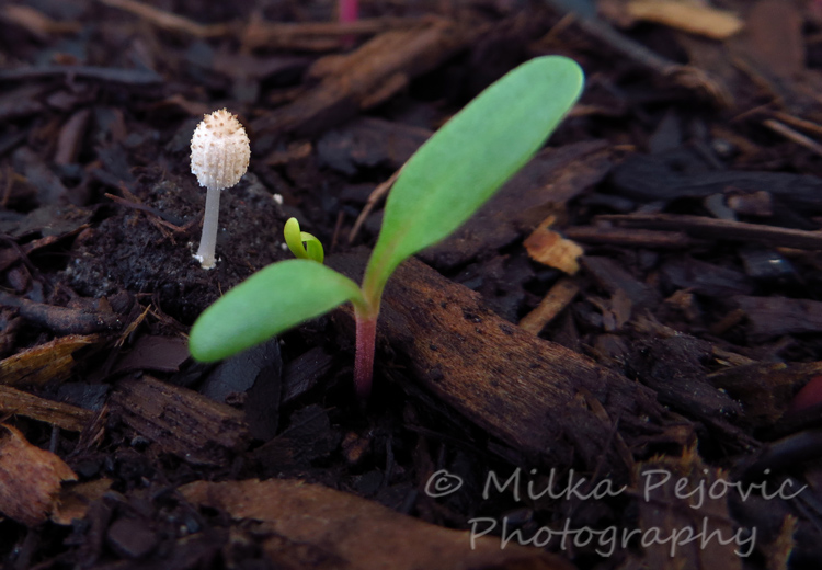White mushroom growing in my potting soil