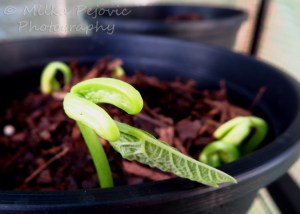 Green bean seedling coming out of soil