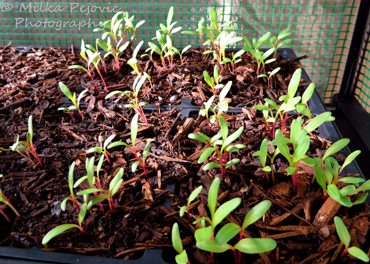 Seedlings of Swiss chard