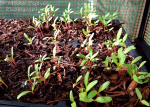 Seedlings of Swiss chard