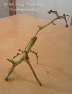 Food art with grape vines: giraffe