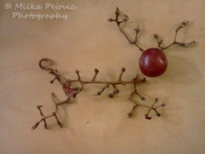 Food art with grape vines: reindeer