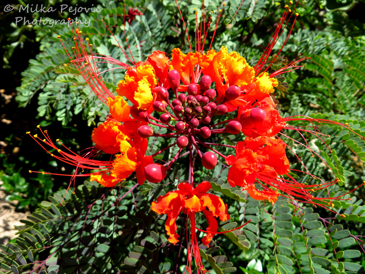 Floral Friday Fotos: red bird of paradise flowers