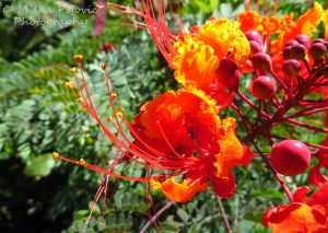Caesalpinia pulcherrima blooms - Mexican bird of paradise