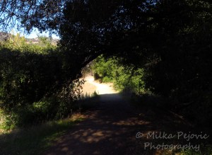 Tree branches create opening over walking path