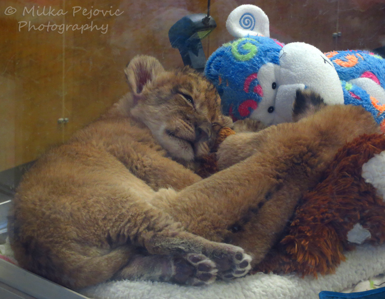 Wordpress weekly photo challenge: Threes - Two baby lions and one stuffed monkey