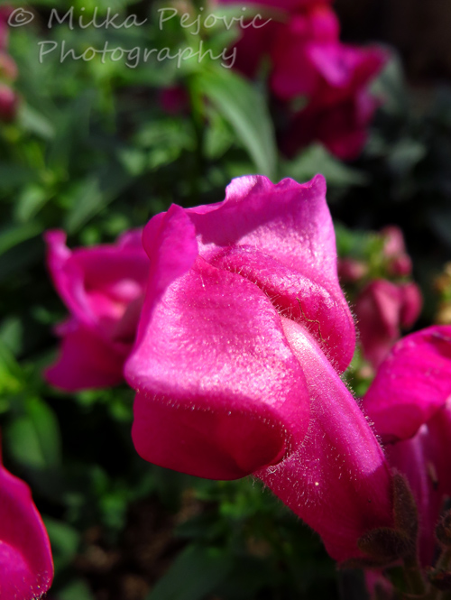 Close-up of a pink snapdragon flower