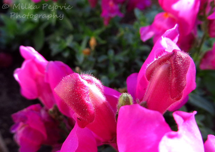 Pink snapdragon flower fuzzy buds