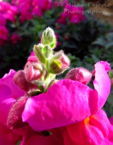 Pink snapdragon flower buds with fuzz