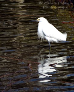 Small white egret looking for fish in the water