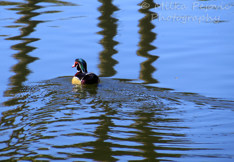 Wood duck swimming on pond with the reflections of three palm trees
