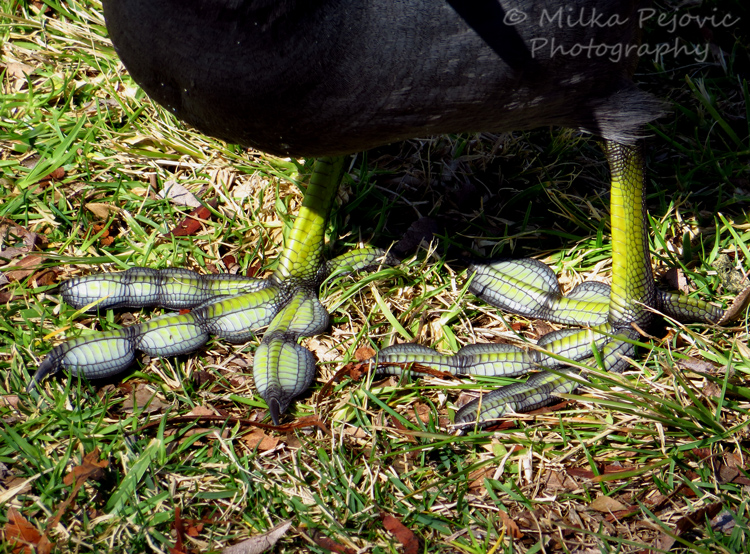 Paddle feet / lobbed toes of an American coot