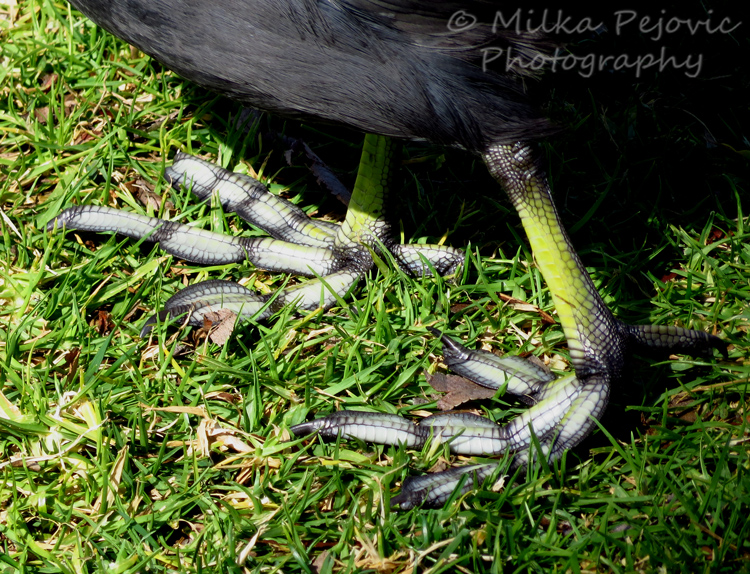 Close-up of the lobbed toes of an American coot