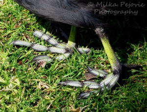 Close-up of the lobbed toes of an American coot