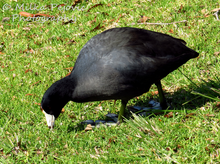 Macro Monday: the American coot