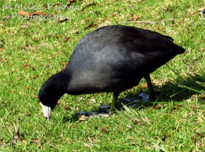 Macro Monday: the American coot