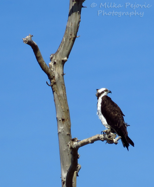 Osprey sitting in a tree