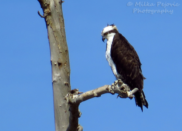 Close-up on an osprey hawk
