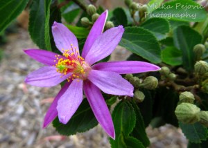 Light purple flowers with red and yellow stamen