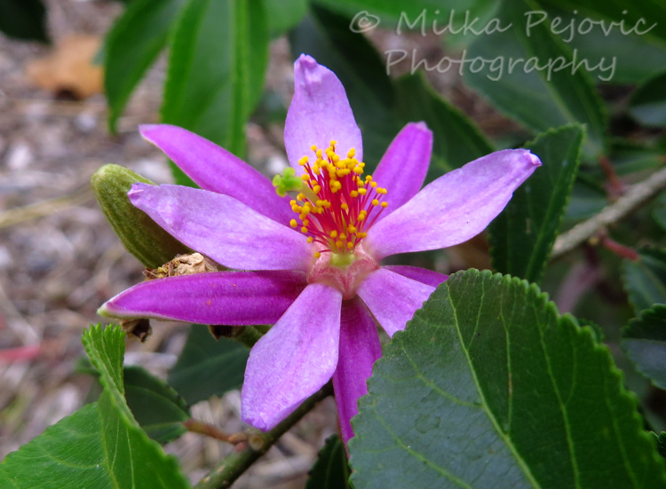 Macro Monday: light purple flowers