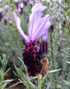 Bee on a purple lavender flower
