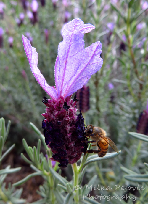 Macro Monday: bees on lavender flowers