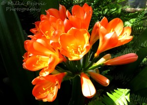 loral Friday Fotos: Clivia Miniata (Bush Lily)