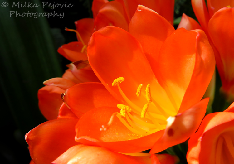 Macro of an orange bush lily (Clivia Miniata)