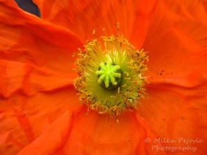 Close-up of an orange poppy bloom