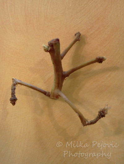 Food art with grape vines: runaway man