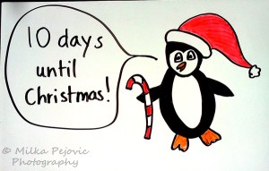 Christmas countdown: baby penguin