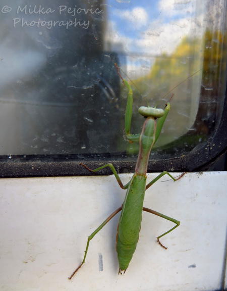 Green grasshopper trying to get inside the house