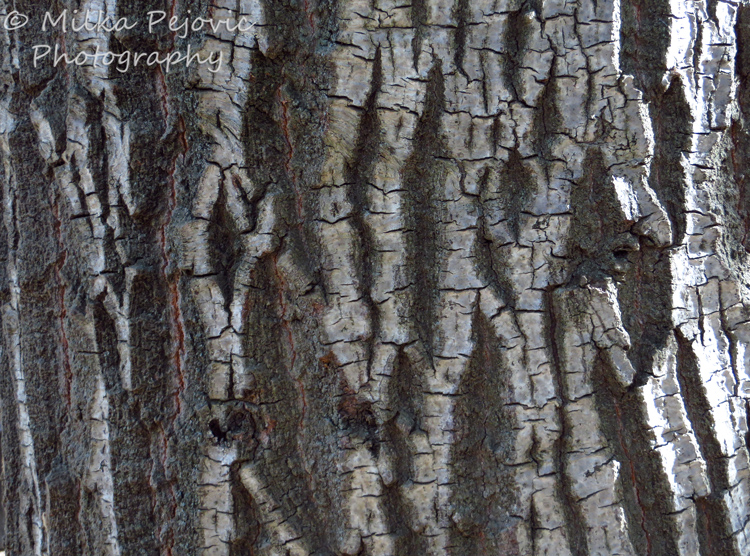Cee’s Fun Foto Challenge: Texture of tree bark