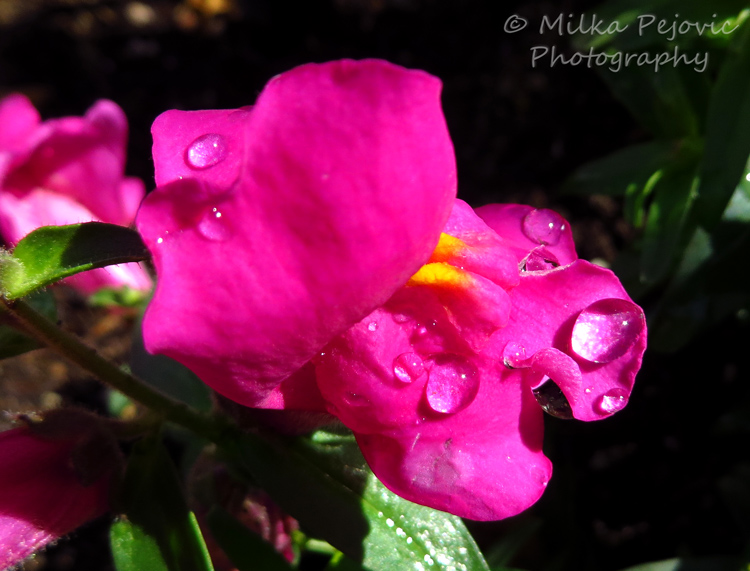 Bright pink snapdragon flower