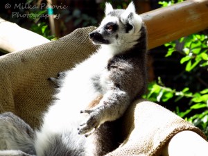 Texture of a lemur's fuzzy fur