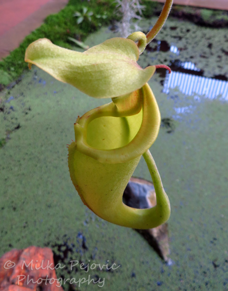 Wordpress weekly photo challenge: inside a pitcher plant