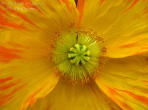 Close-up of the heart of a yellow orange poppy