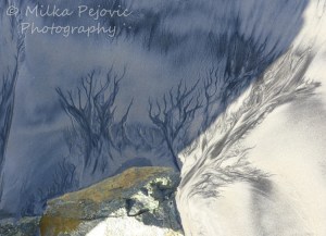 Mother Nature makes sand art: tree drawing in the wet sand