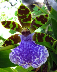Orchid with green and brown petals, and one large purple petal