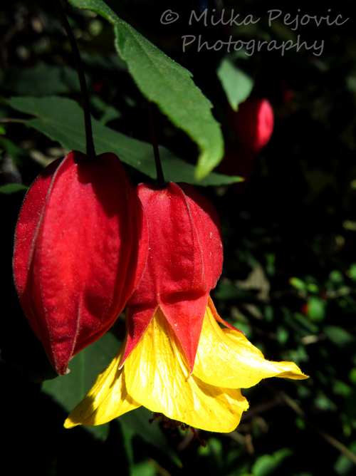 Red and yellow bell-shaped flower of the Abutilon