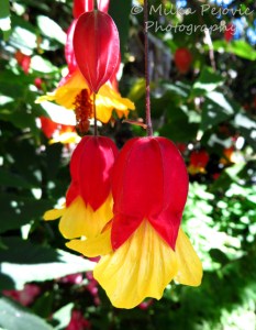 Macro Monday: Abutilon Megapotamicum